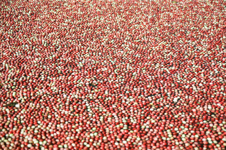 cranberries-for-all.jpg?width=746&format