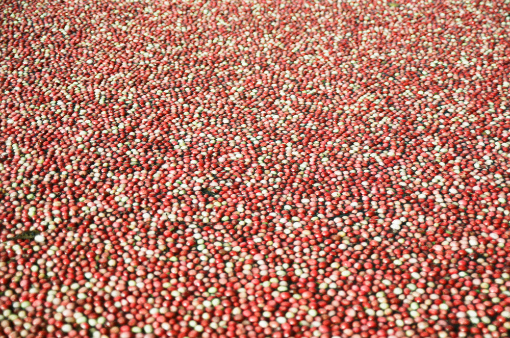cranberries for all!