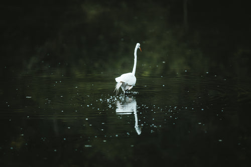 crane walking away in water