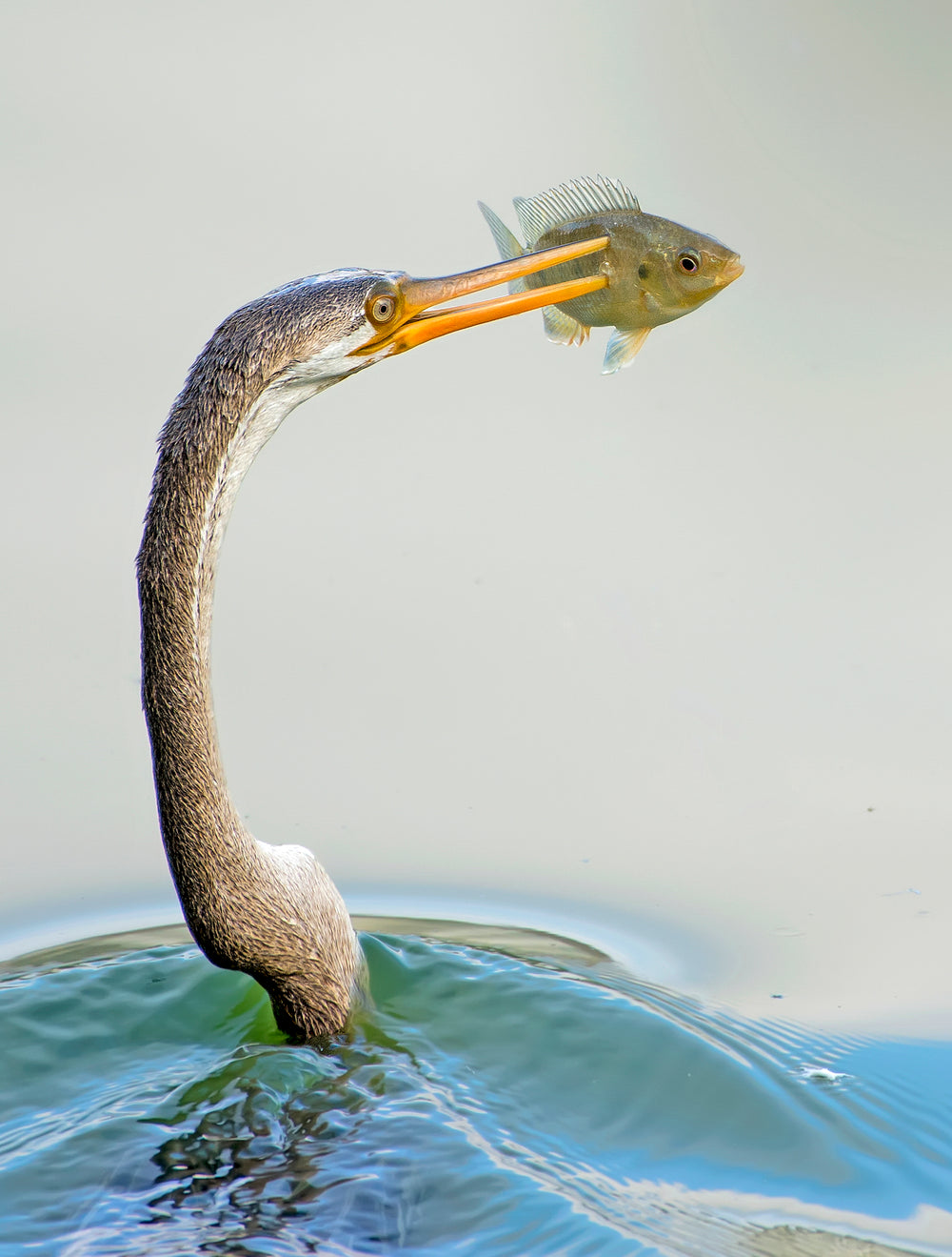 crane with caught fish in beak