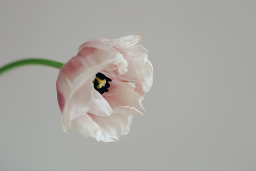 cream tulip close up