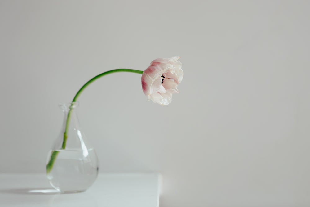 cream tulip in white room