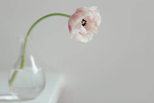 cream tulip on white shelf