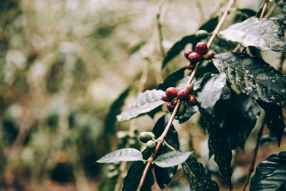 crimson fruits cling to jungle branches