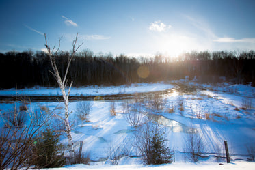 crisp blue winter wood