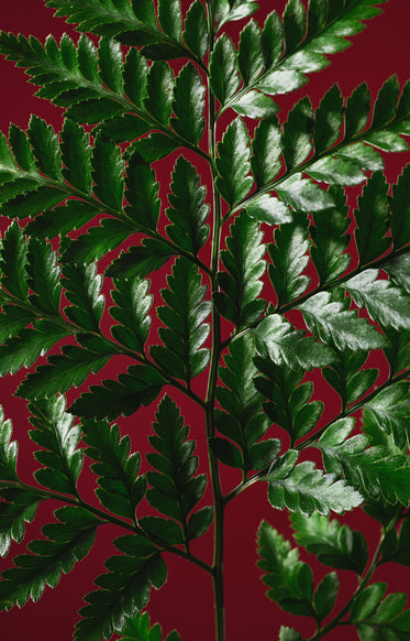 crisp green plant against red background