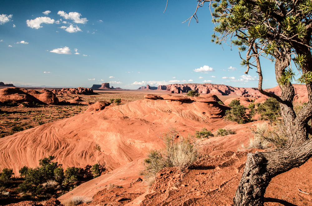 crooked tree in desert