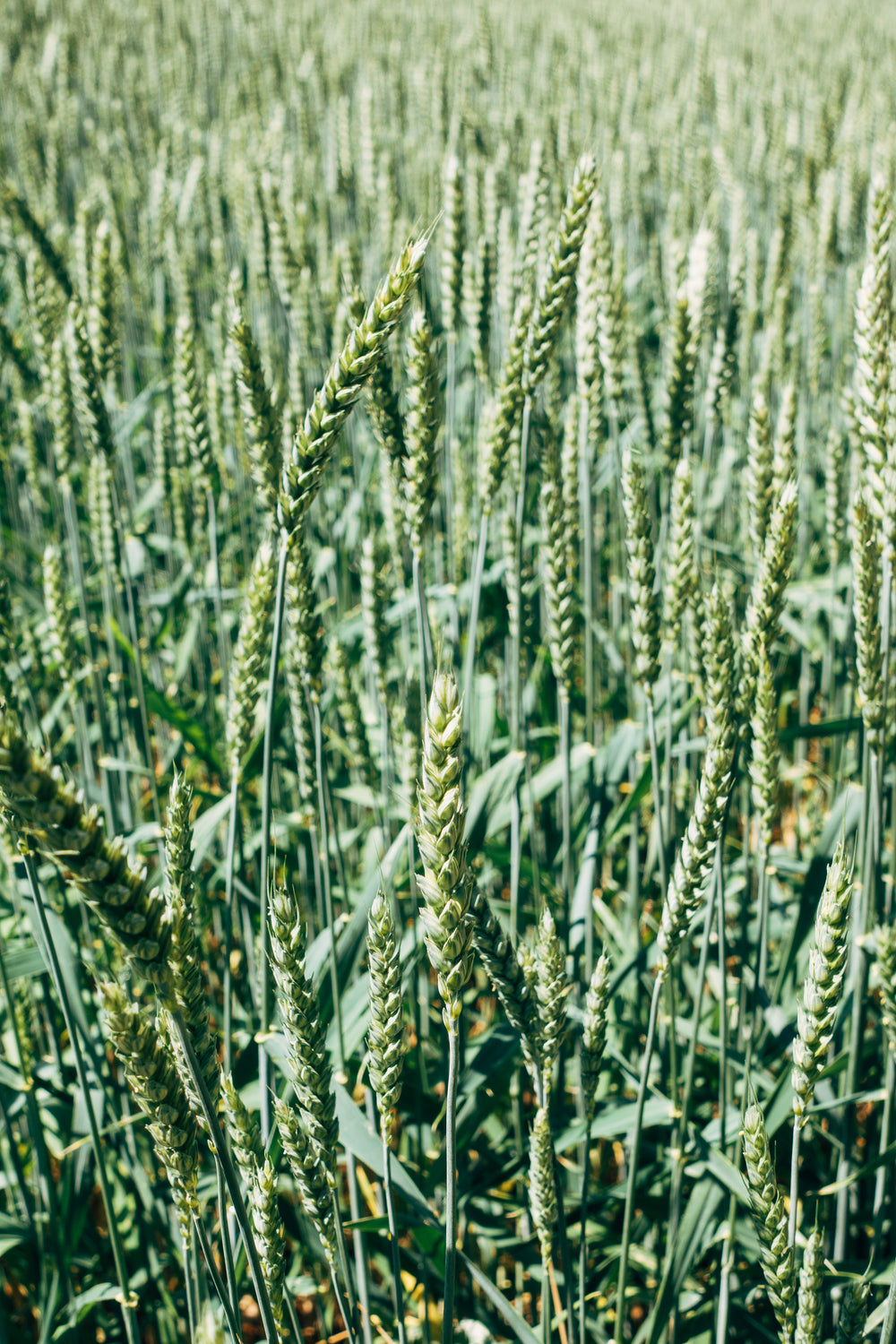 crop of corn on a sunny day