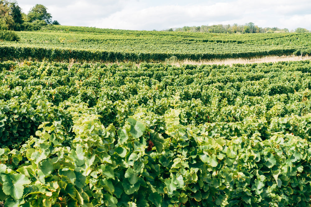 crops dominate the landscape