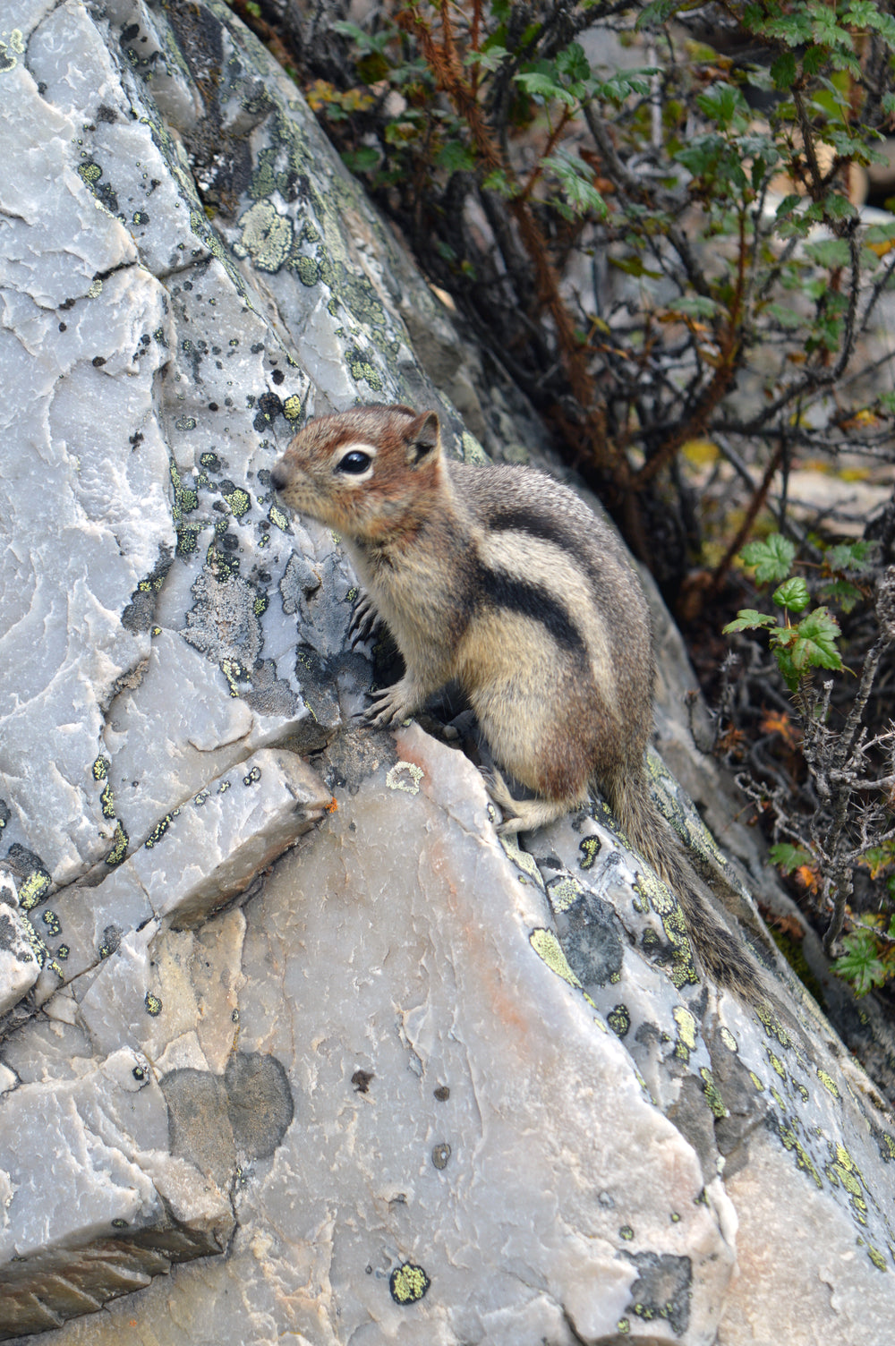 crouching chipmunk