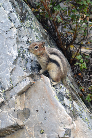 crouching chipmunk