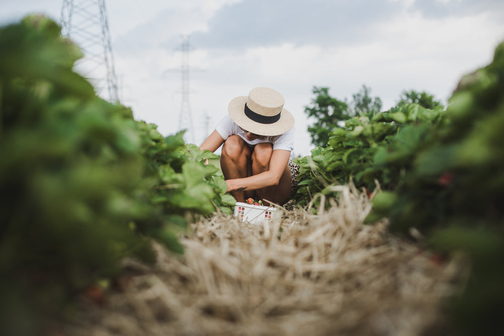 crouching to pick strawberries