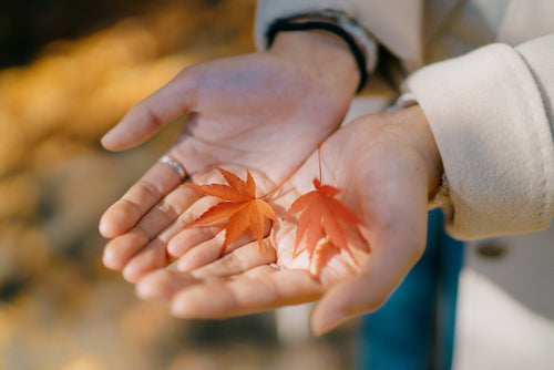 cupped hands hold two small japanese maple leaves