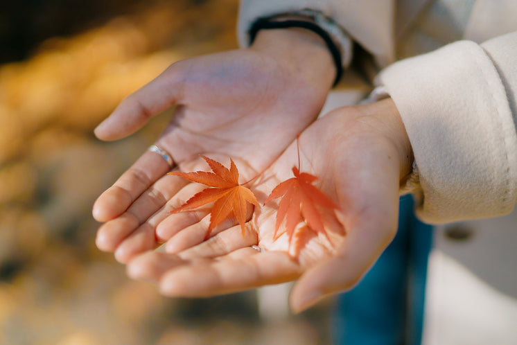 Cupped Hands Hold Two Small Japanese Maple Leaves