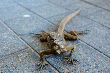 curious lizard