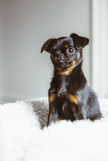 curious puppy sit on cushion