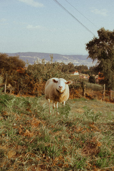 curious sheep