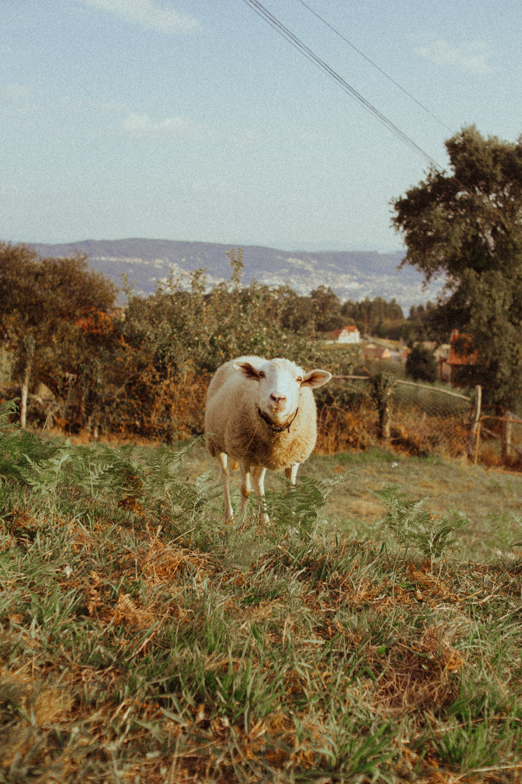 Curious Sheep