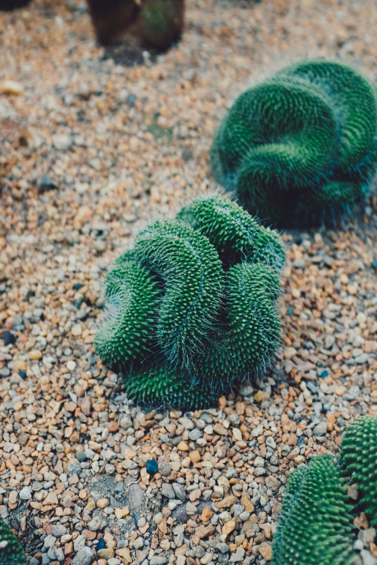 Curley Cacti