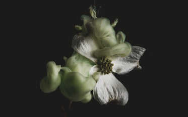 curls of smoke from a flower