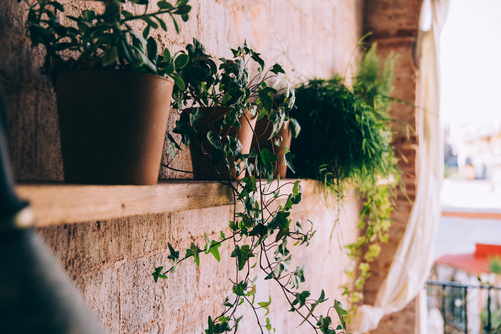 curly tendrils of potted plants on wooden shelf