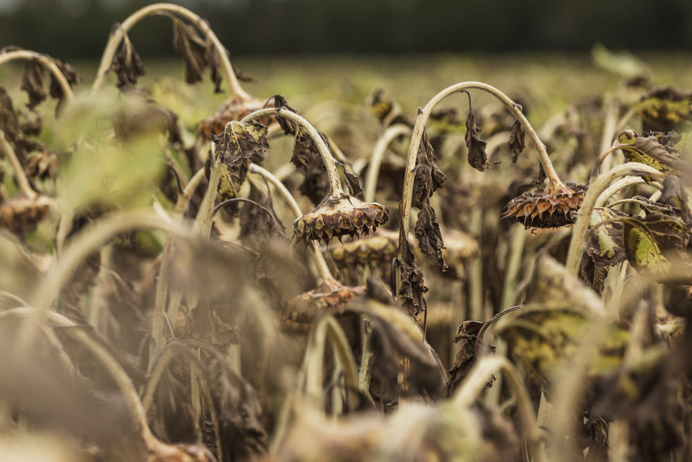 curved over sunflowers