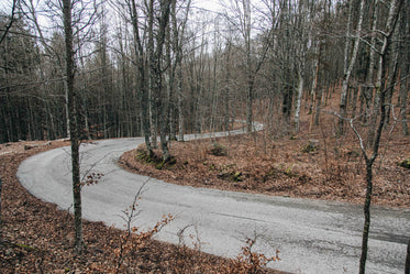 curvy road surrounded by trees