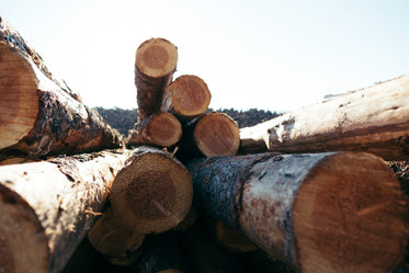 cut logs piled