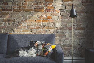 Picture of Cute Cat Photo - Free Stock Photo