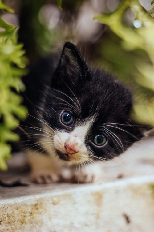 cute curious cat