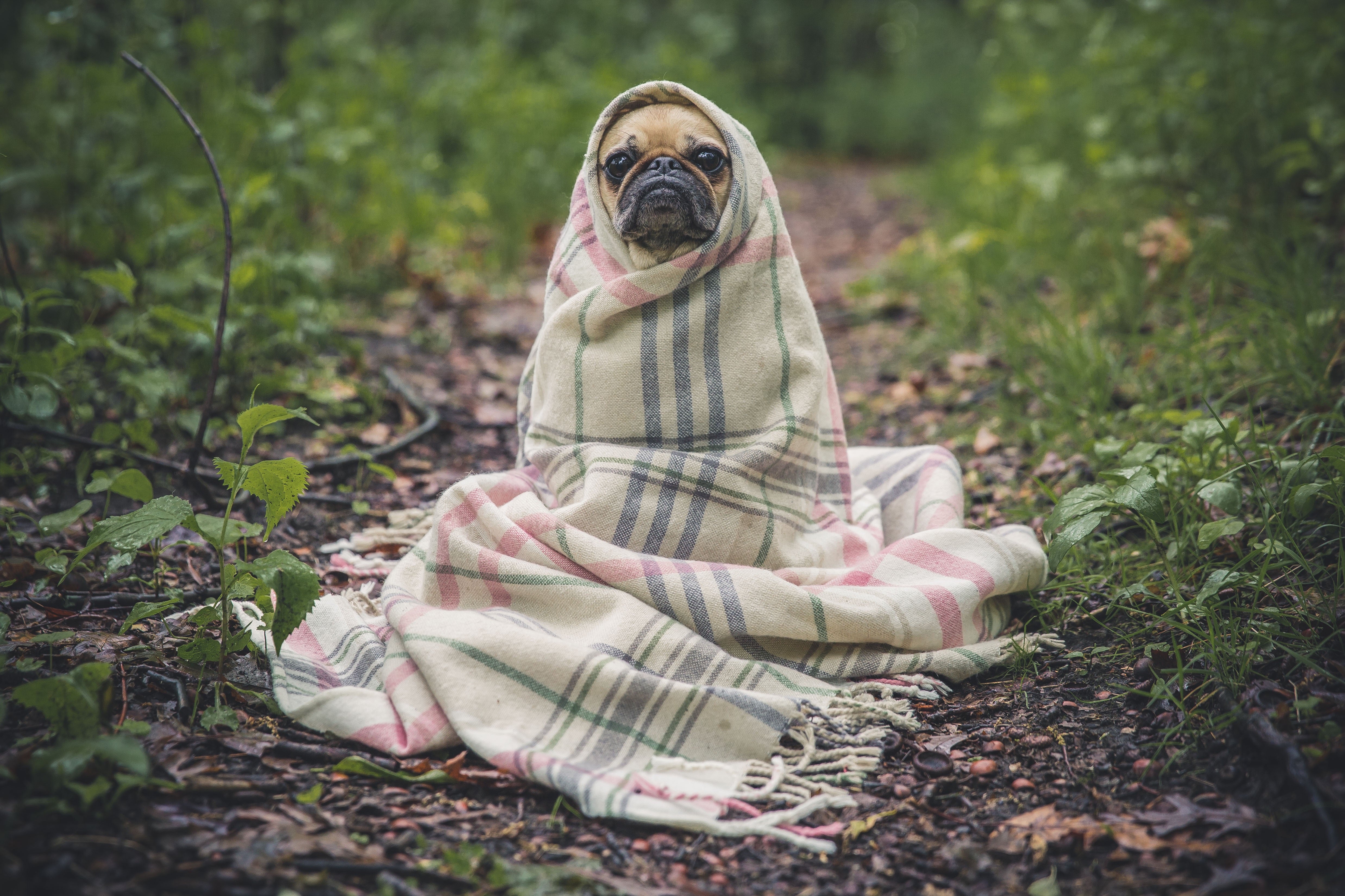 Cute dog in store blanket