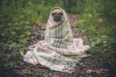 Cute Dog in Blanket