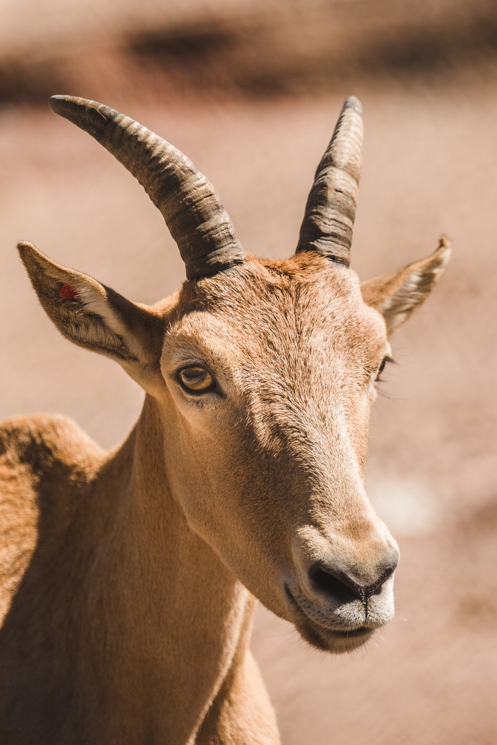 3,372 Beige Goat Royalty-Free Images, Stock Photos & Pictures