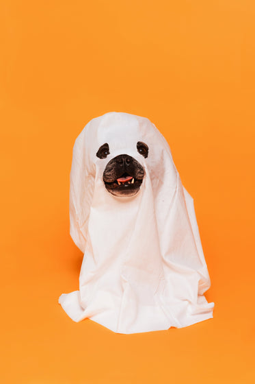 cute halloween dog ghost costume