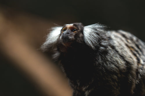 cute monkey marmoset