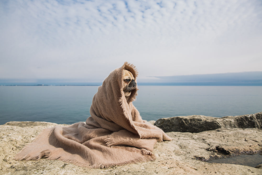 cute pug in a blanket by water