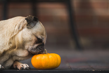 pug fofo cheirando uma abóbora