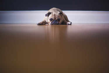 Bored Pug