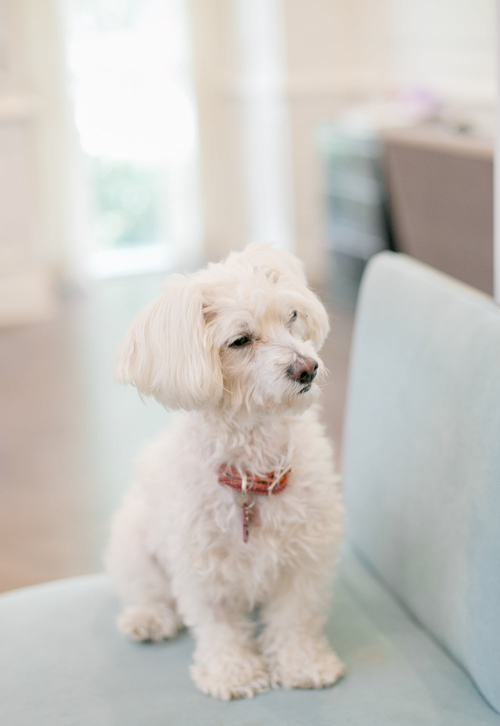 cute white maltese poodle posing