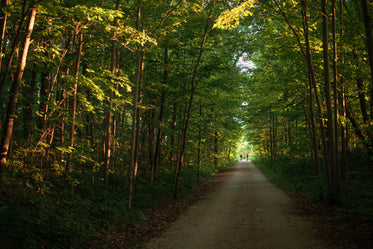 cyclists riding along woodland road