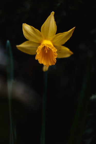 daffodil portrait close up