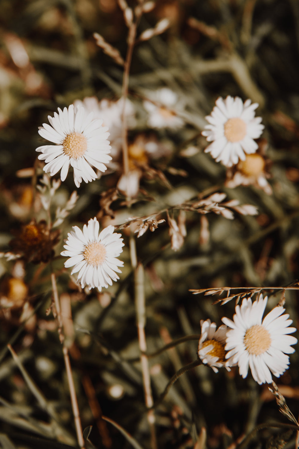 daisies face the sun