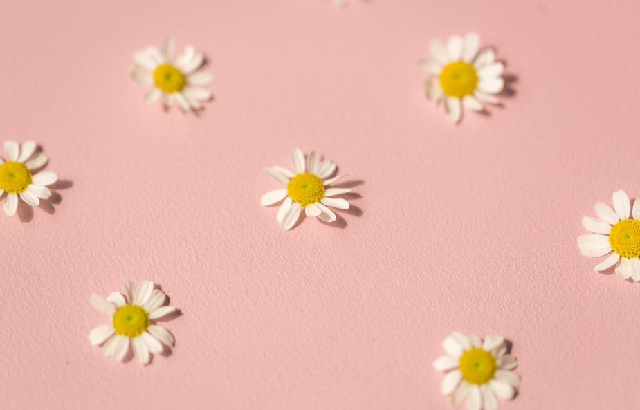 pink daisy background