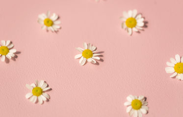 daisies on pink