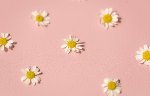 daisies on pink