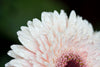 daisy close up with dew drops