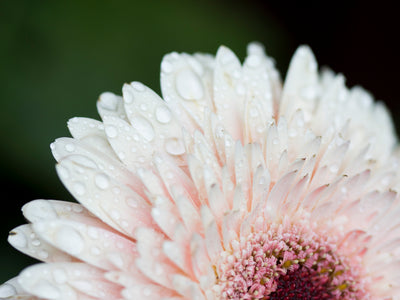 Daisy Close Up With Dew Drops
