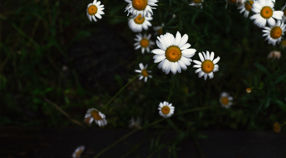 daisy flowers in field