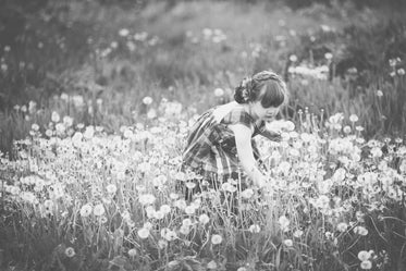 dandelion picking girl black and white