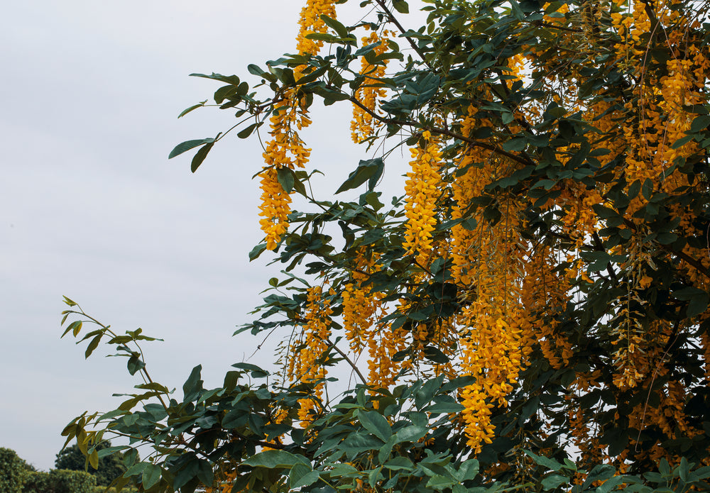 dangling vines of little petals pour out of the green trees